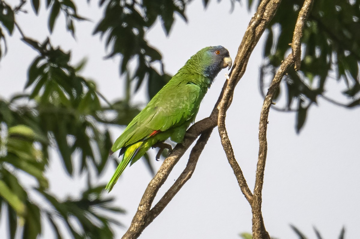 Red-necked Parrot - ML614544722