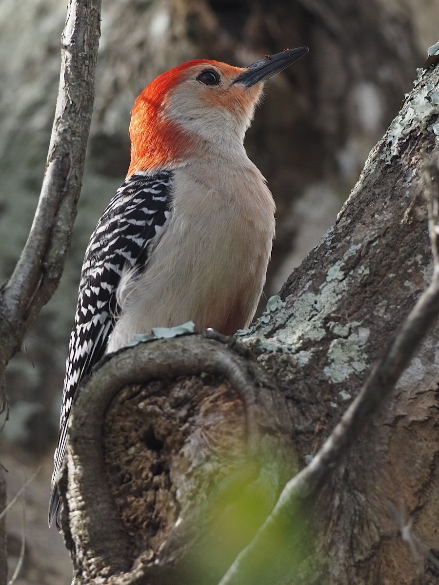 Red-bellied Woodpecker - ML614544759
