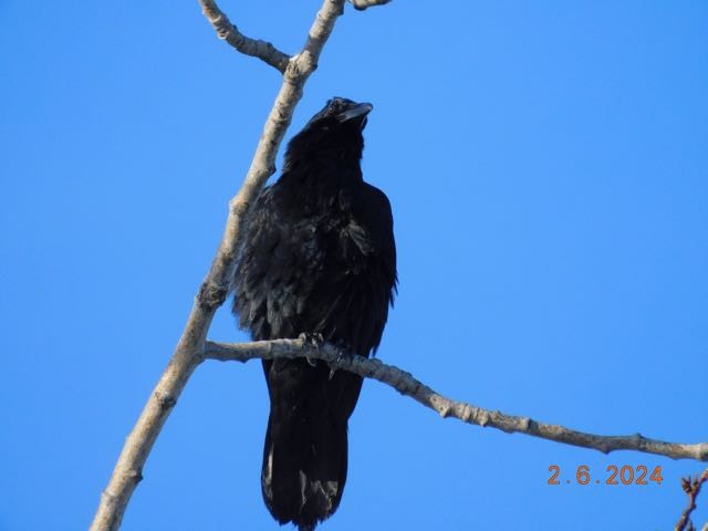 Common Raven - ML614545133