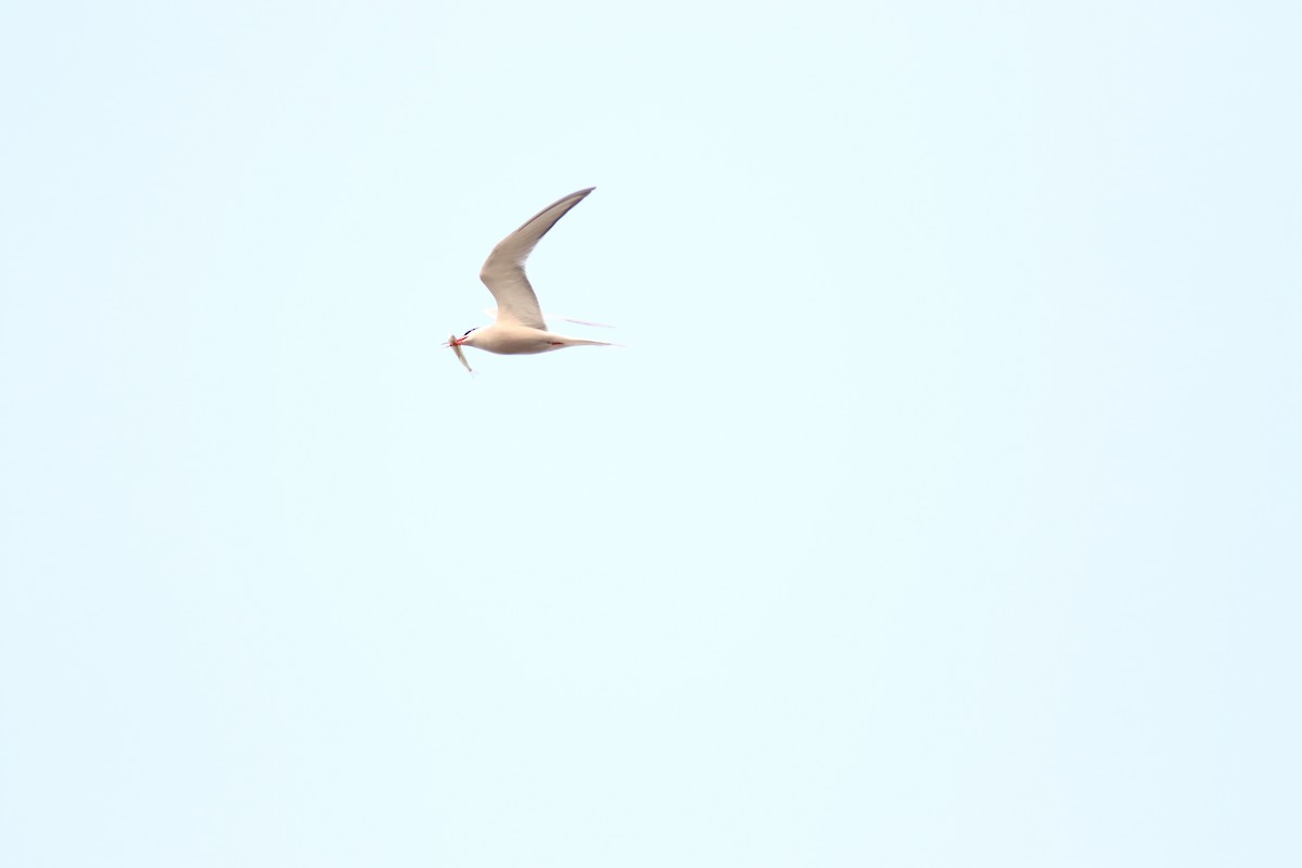 Common Tern - ML614546167