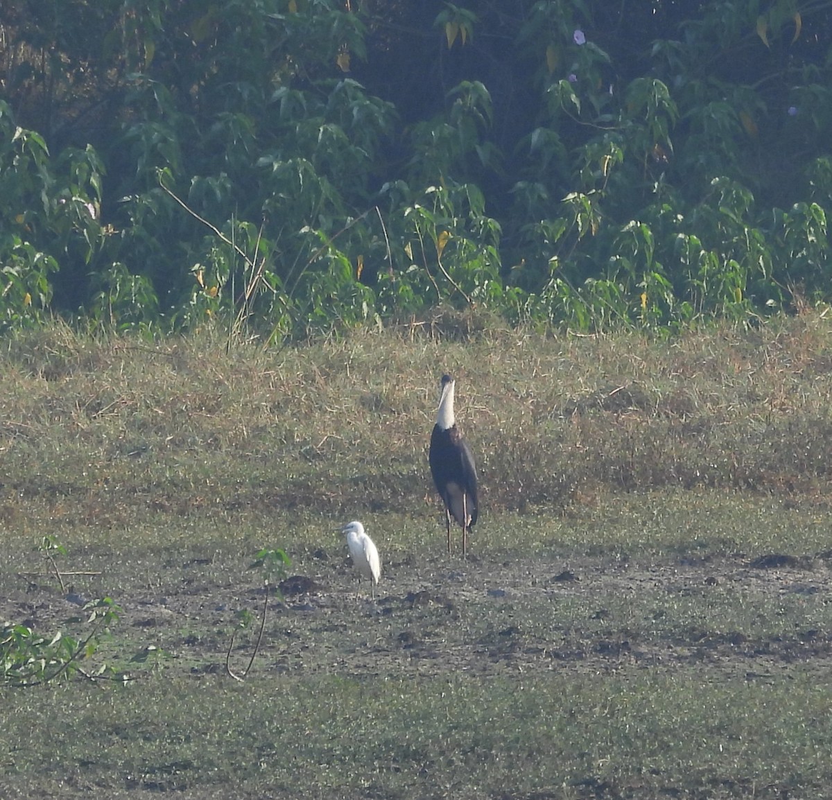 Asian Woolly-necked Stork - ML614546532