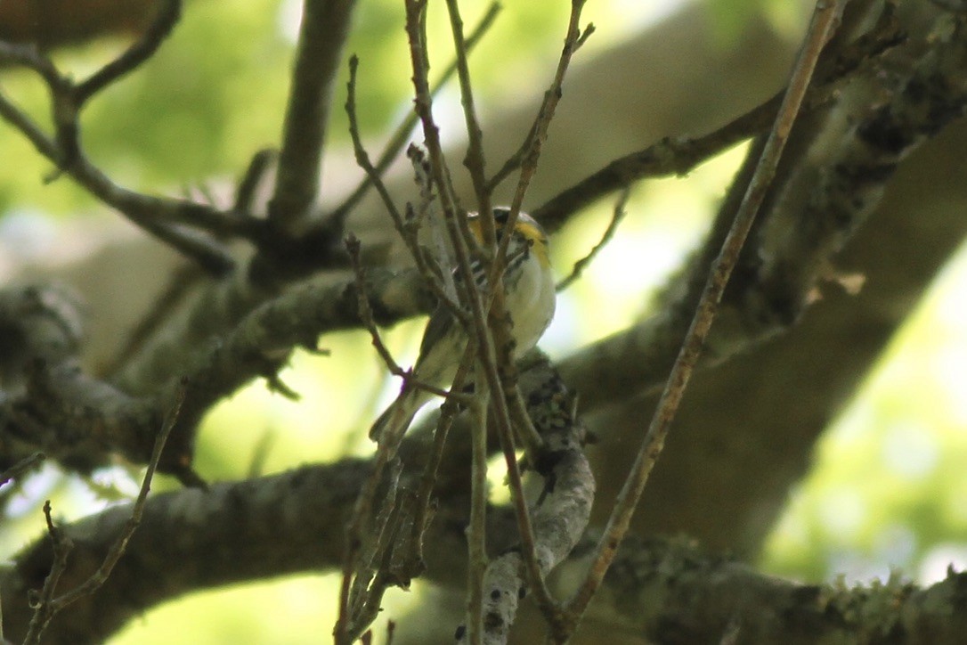 Yellow-throated Warbler - ML614546758