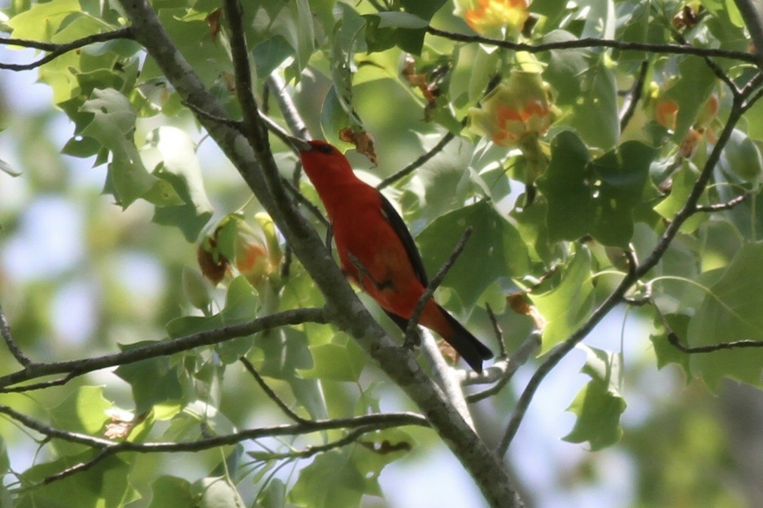 Scarlet Tanager - ML614546785