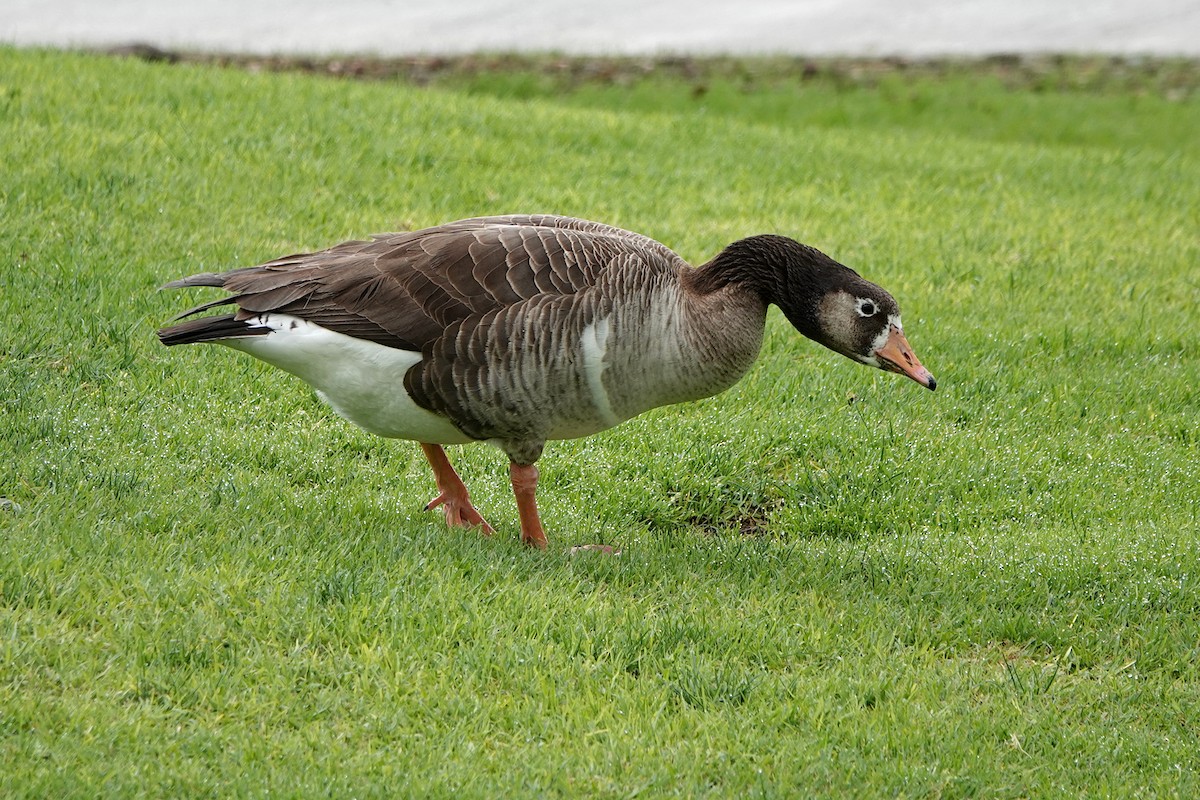 Domestic goose sp. (Domestic type) - ML614546816