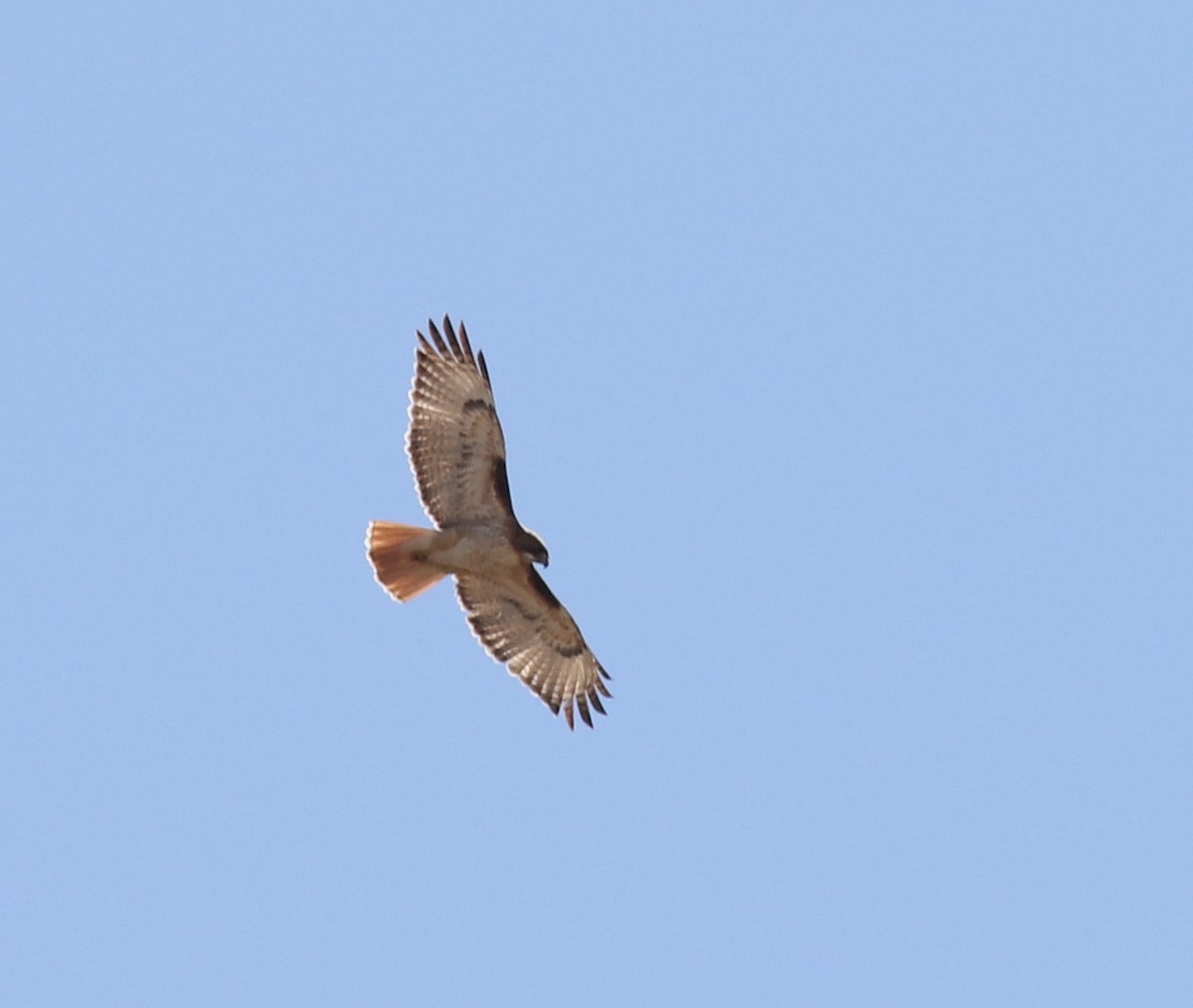 Red-tailed Hawk - ML614547070