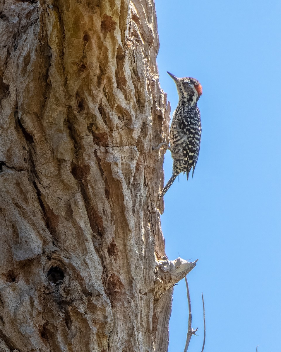 Striped Woodpecker - ML614547232