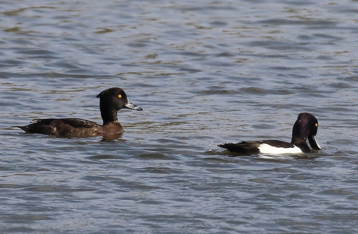 Tufted Duck - ML614547344