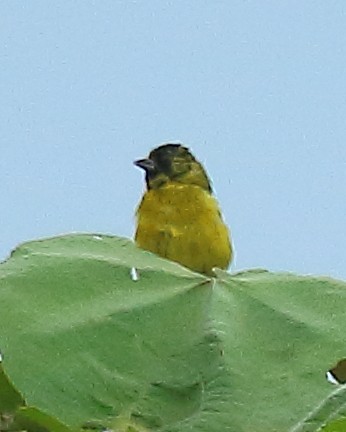 Olivaceous Siskin - ML614547577