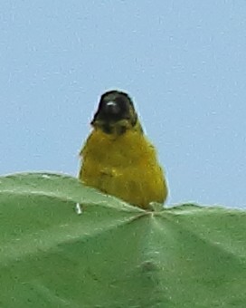 Olivaceous Siskin - ML614547578