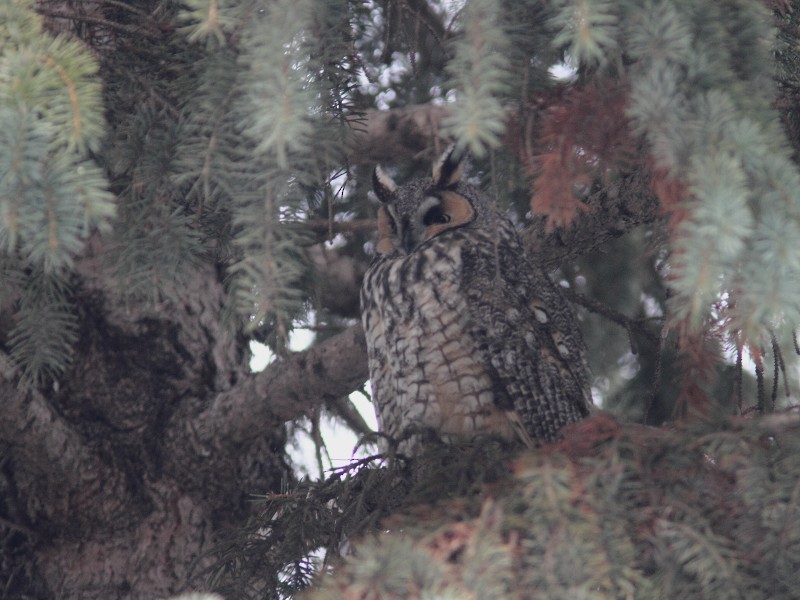 Long-eared Owl - ML614547723