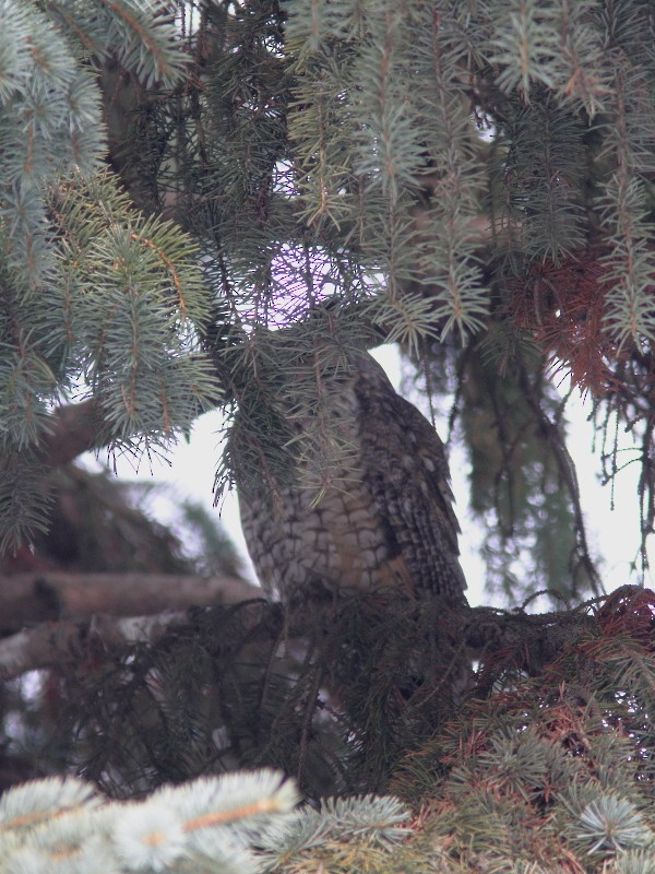 Long-eared Owl - ML614547740