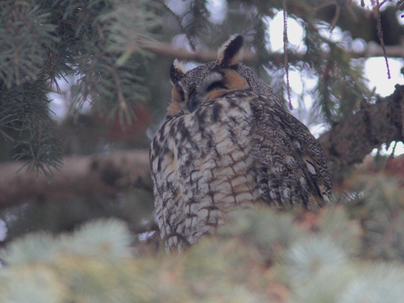 Long-eared Owl - ML614547747