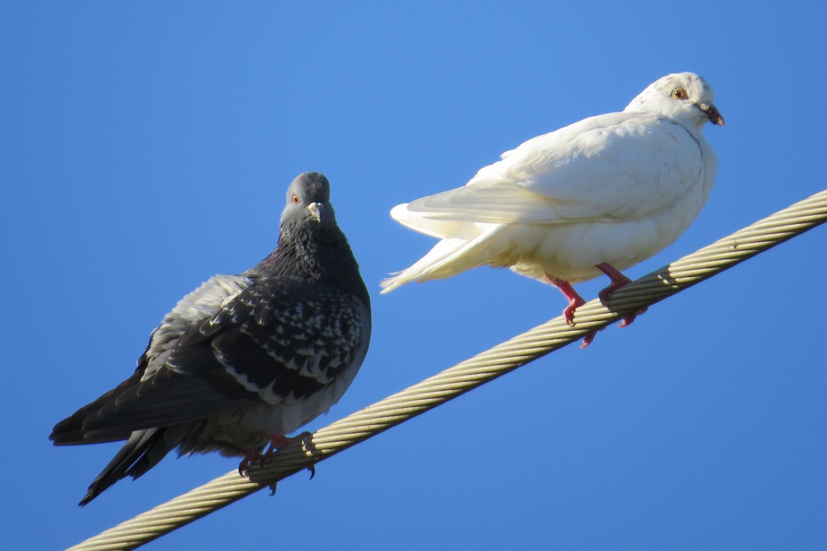 Rock Pigeon (Feral Pigeon) - ML614547798