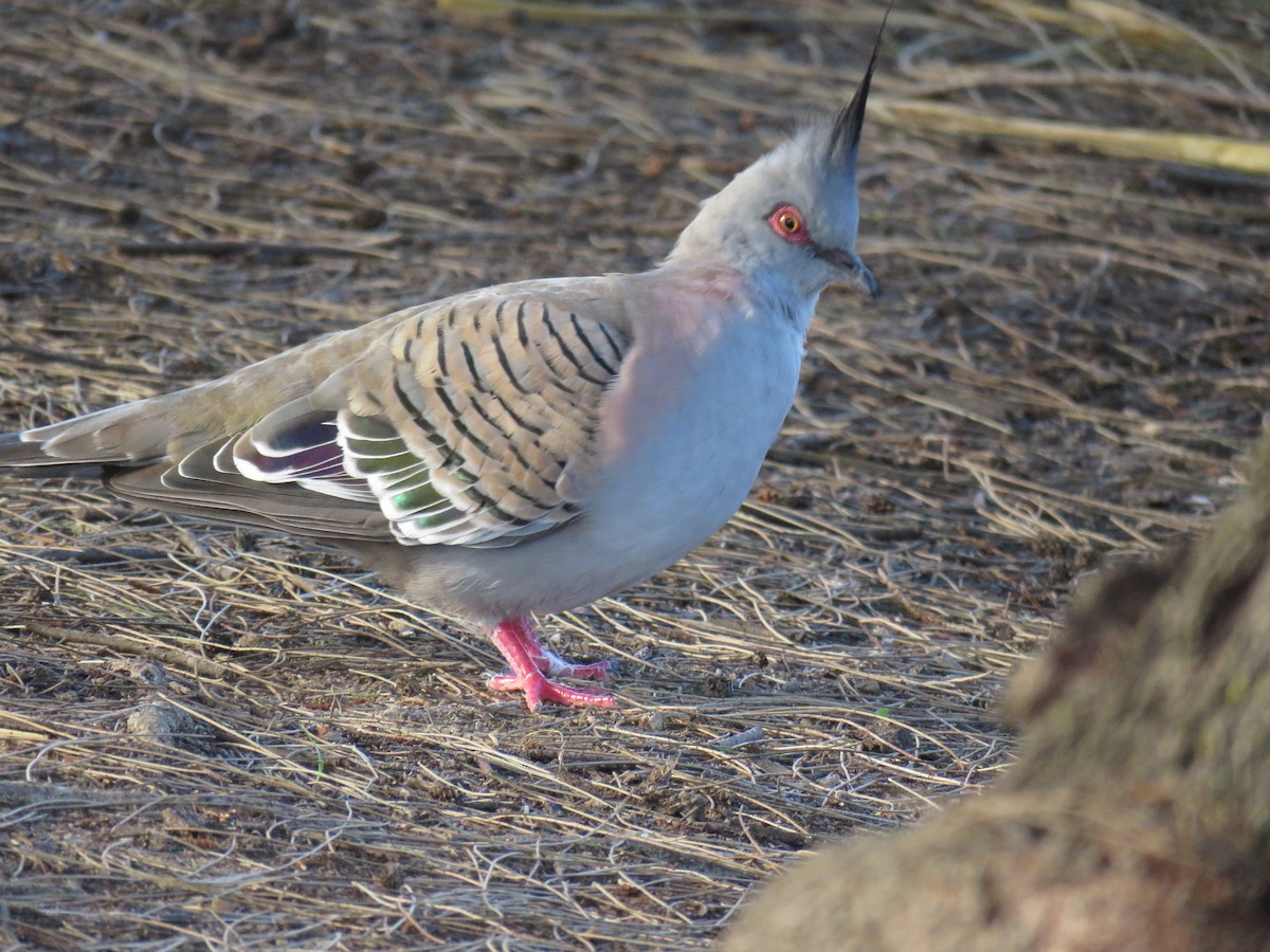 Crested Pigeon - ML614548174