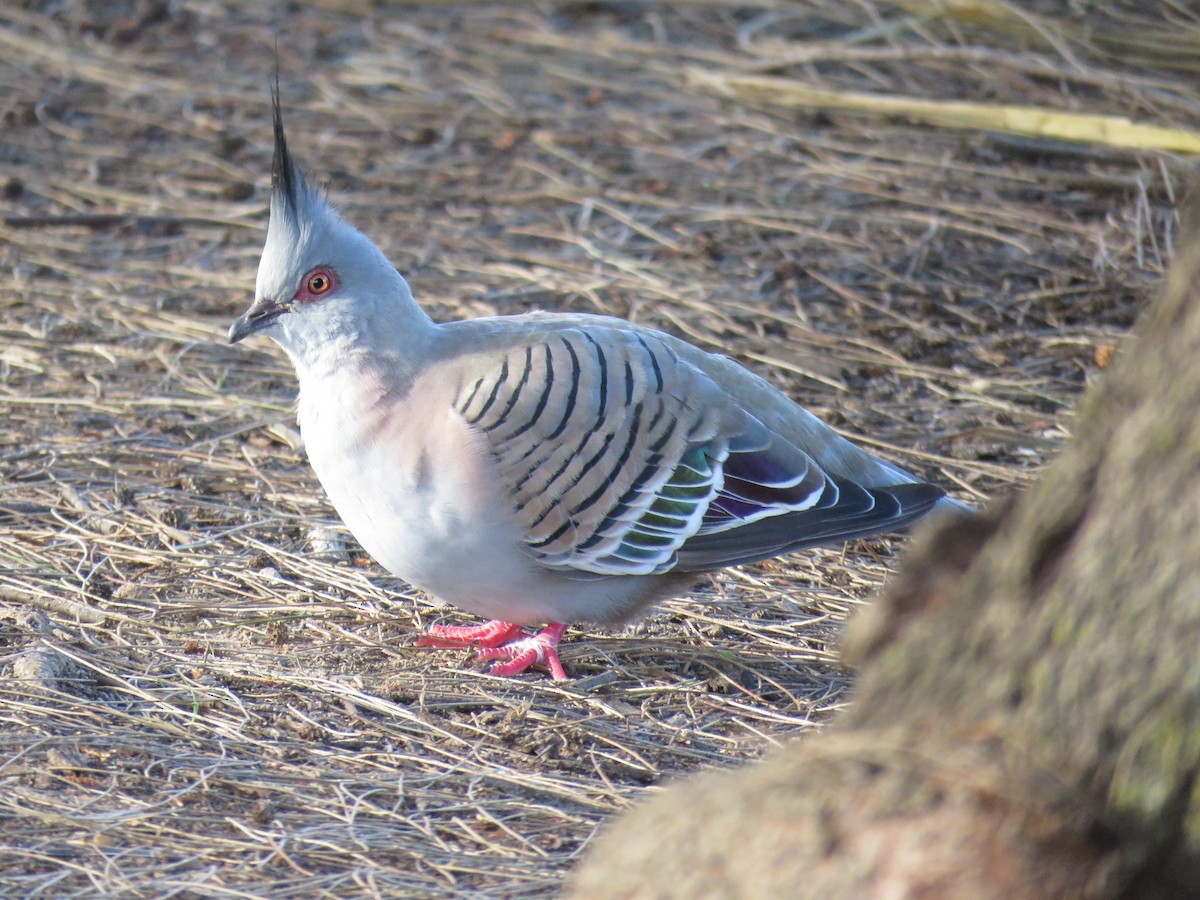 Crested Pigeon - ML614548177
