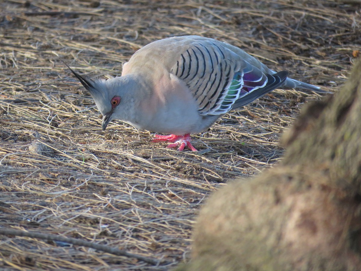 Crested Pigeon - ML614548197