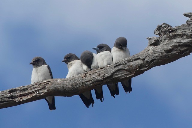 White-breasted Woodswallow - ML614548362