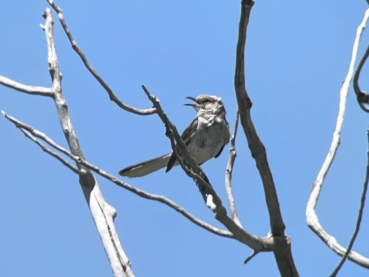 Northern Mockingbird - Sarah Spotten