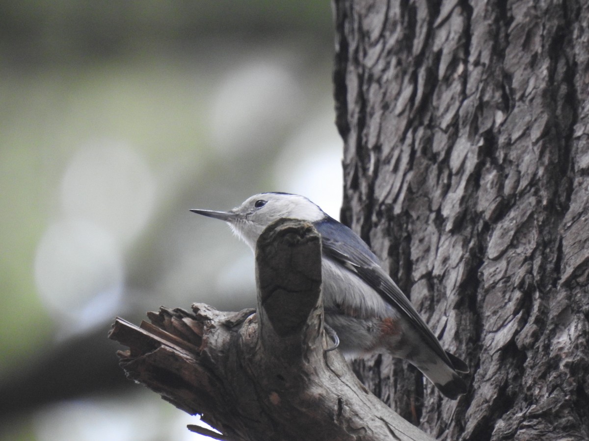 White-breasted Nuthatch - Cameron  Montgomery