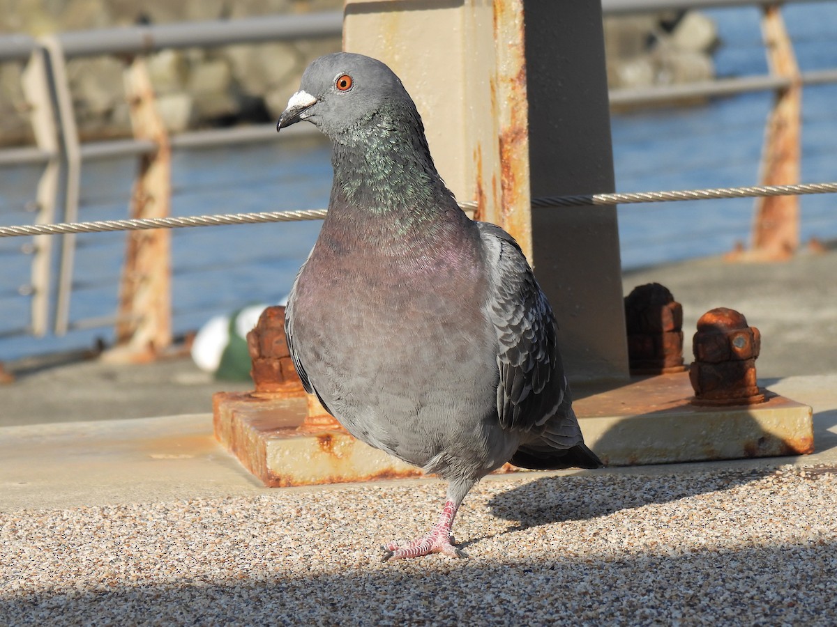 Rock Pigeon (Feral Pigeon) - ML614549083