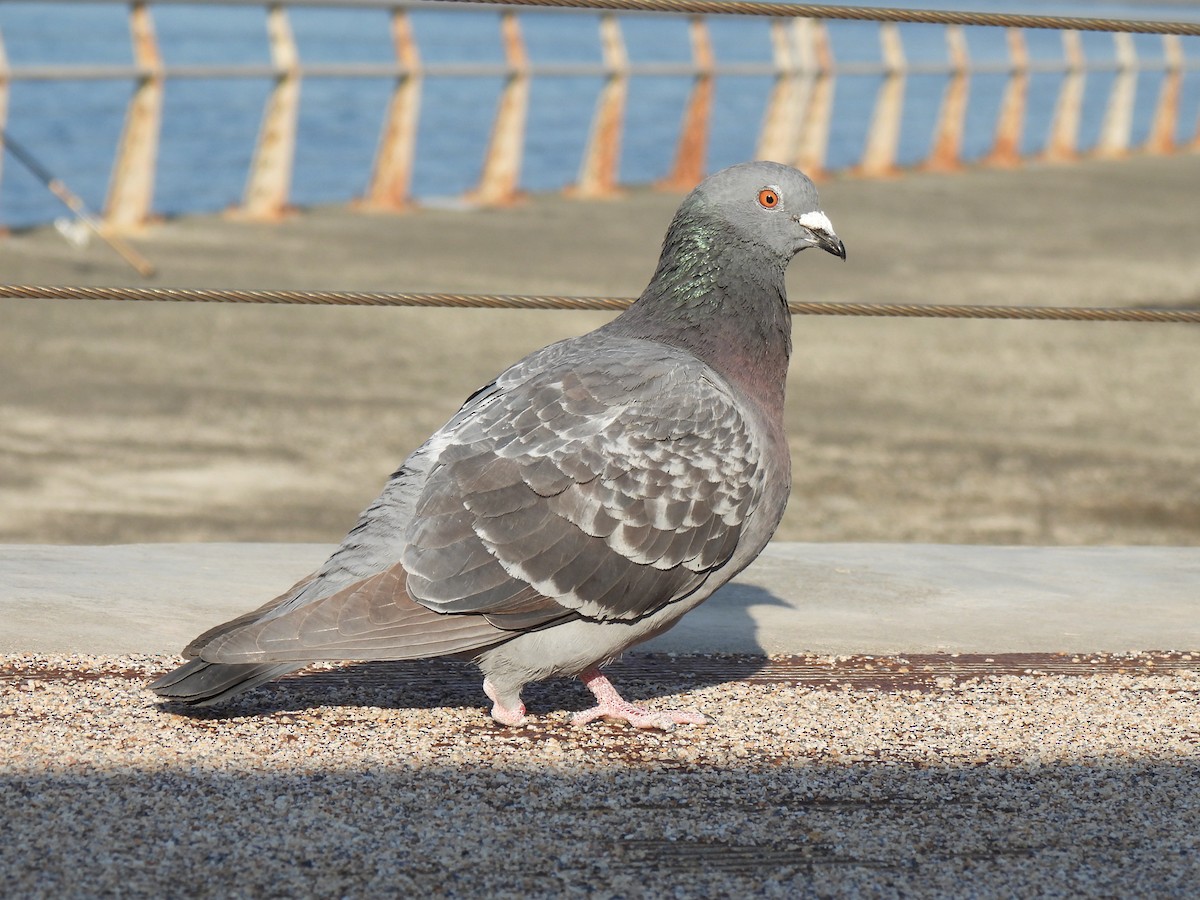 Rock Pigeon (Feral Pigeon) - ML614549084