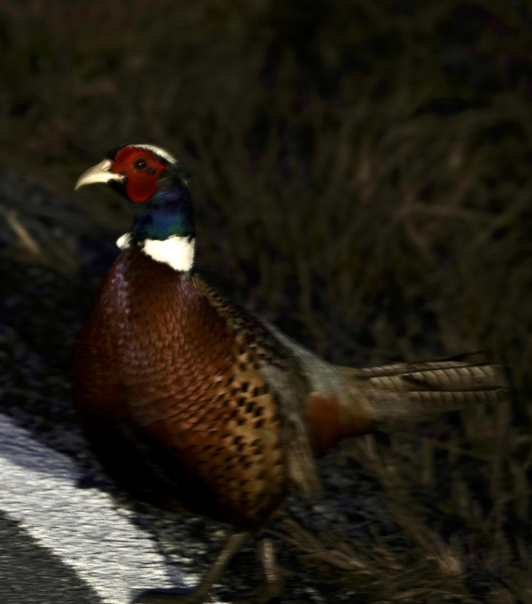 Ring-necked Pheasant - ML614549267