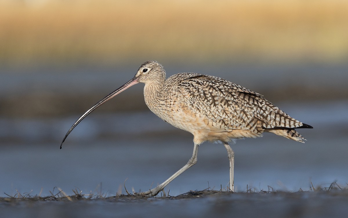 Long-billed Curlew - ML614549284