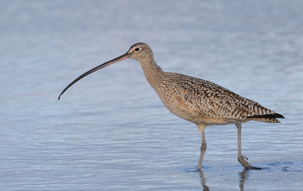 Long-billed Curlew - ML614549285