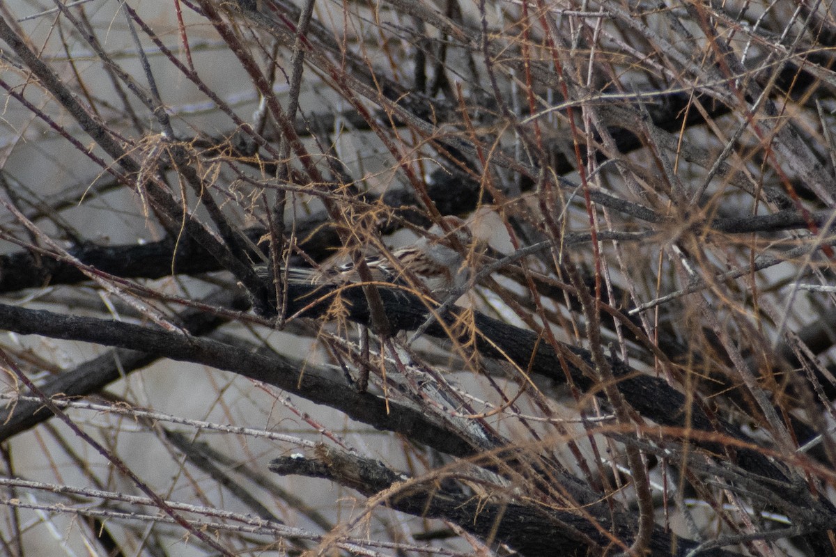 American Tree Sparrow - ML614549324
