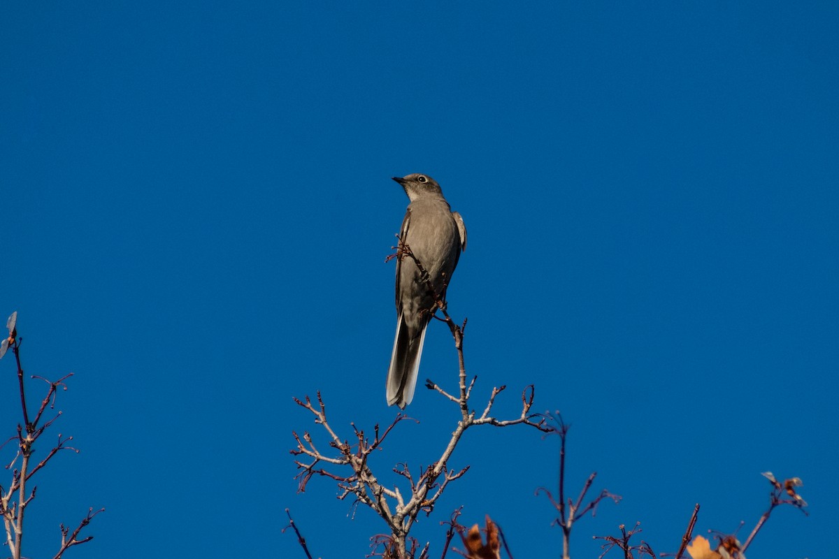 Townsend's Solitaire - ML614549342