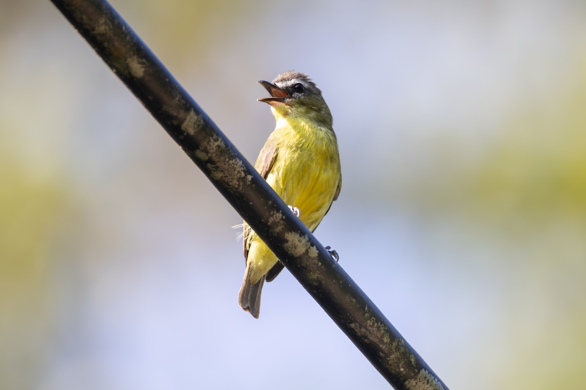 Brown-capped Tyrannulet - ML614549346