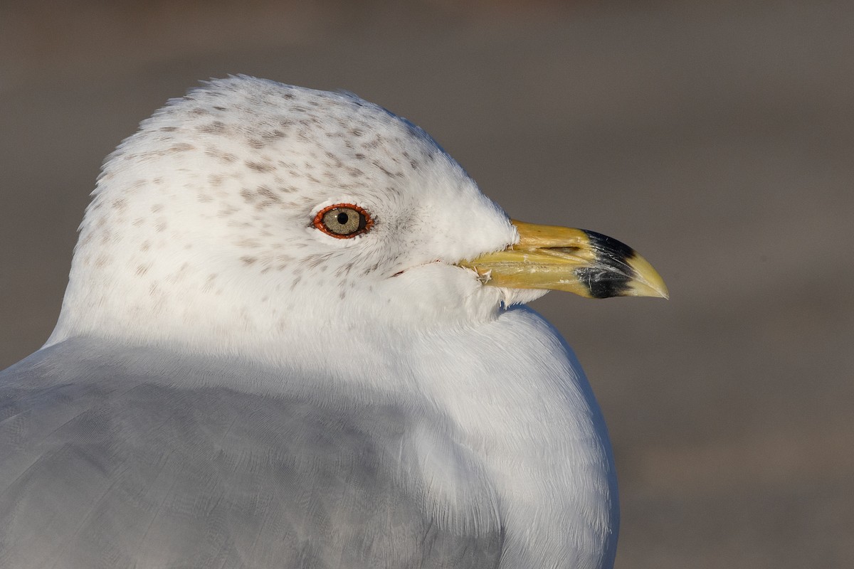 Ring-billed Gull - mark daly