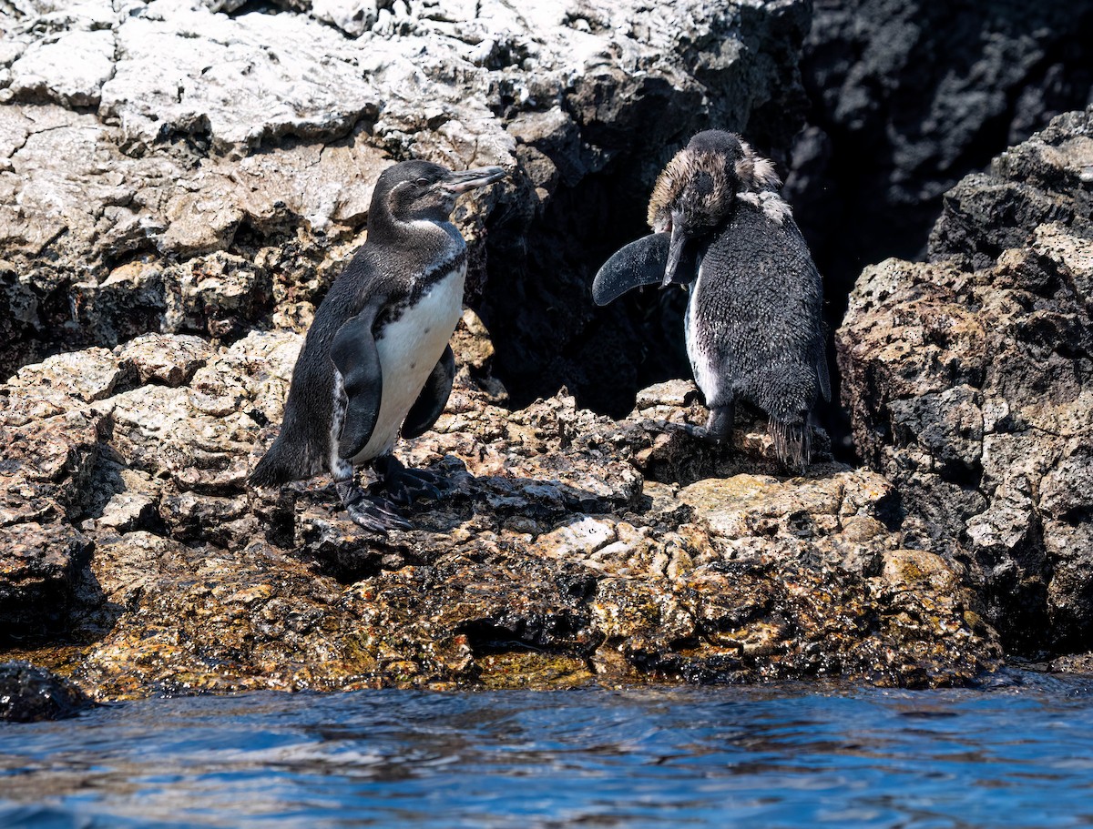 Galapagos Penguin - ML614549516