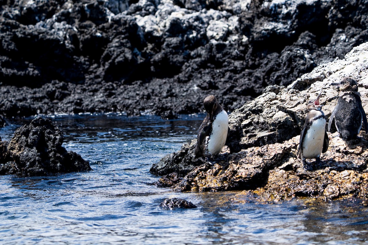 Galapagos Penguin - ML614549518