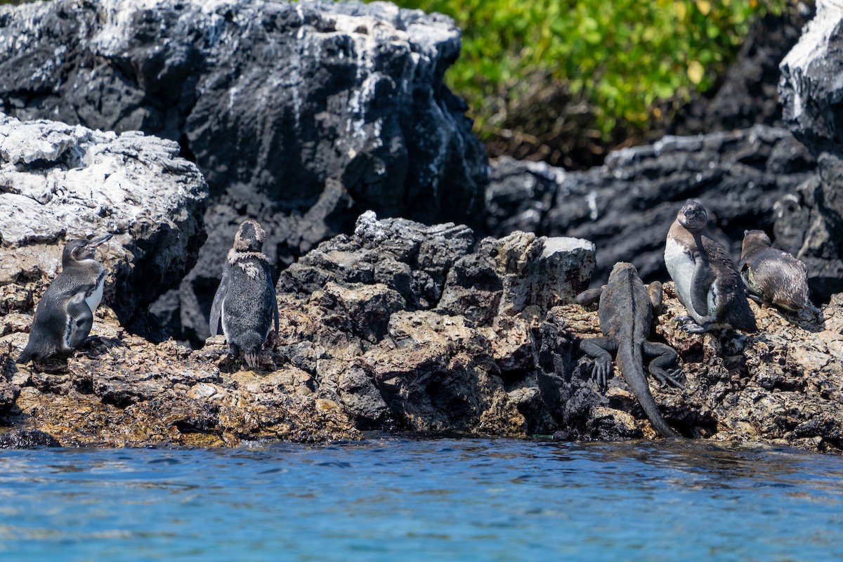 Galapagos Penguin - ML614549520