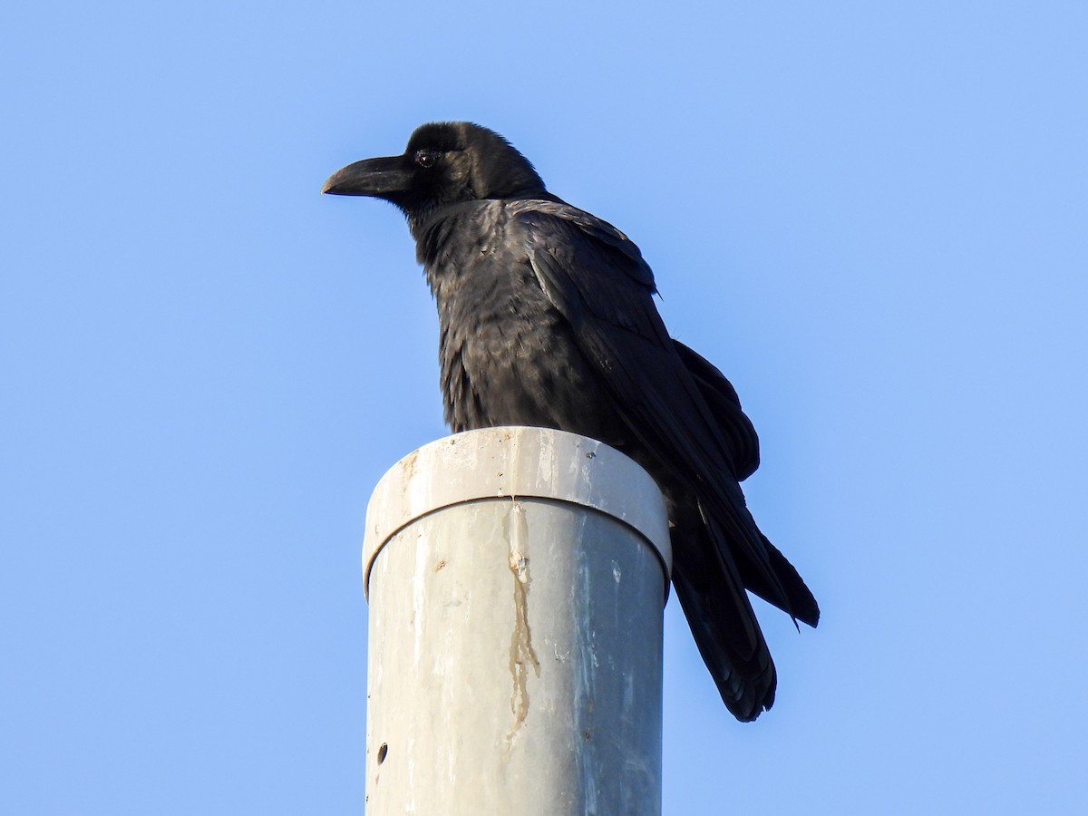 Large-billed Crow - ML614549527