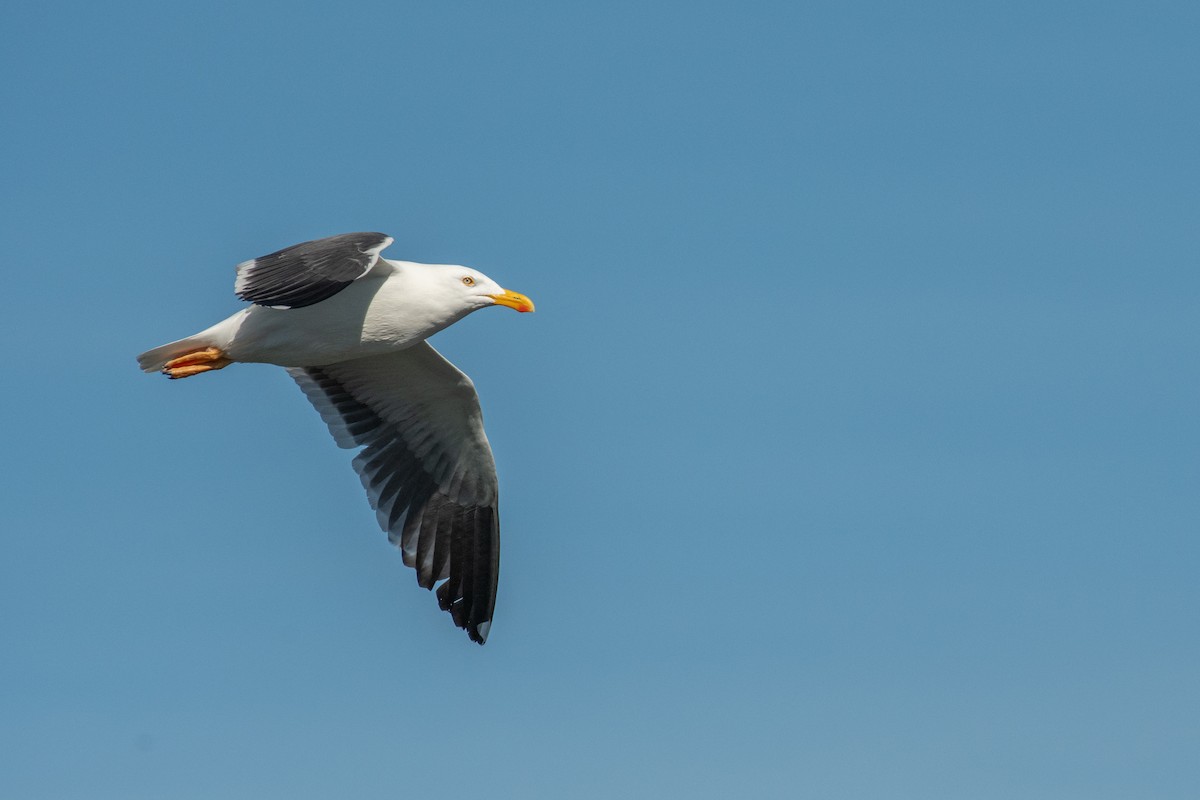 Yellow-footed Gull - ML614549618