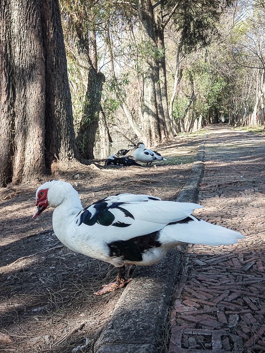 Muscovy Duck (Domestic type) - Jorge Guerra