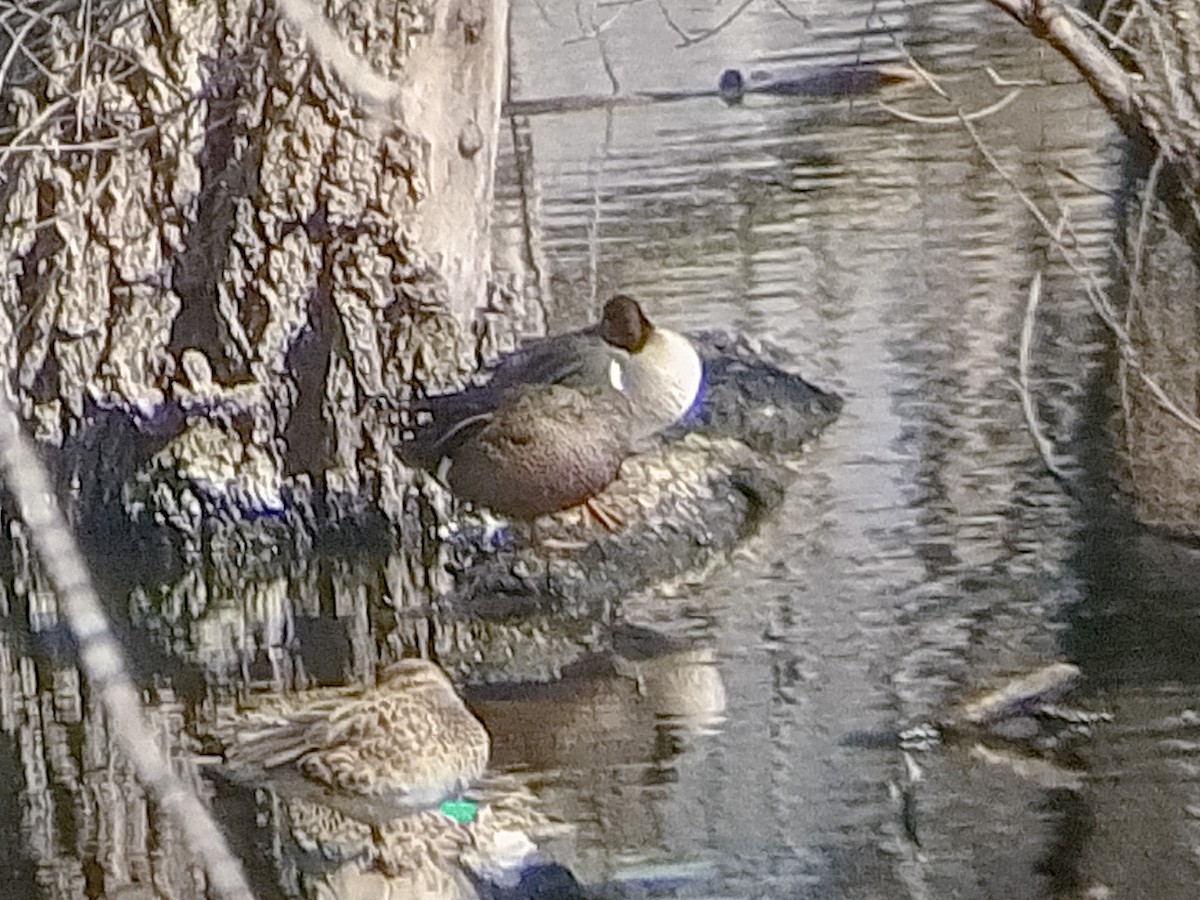 Green-winged Teal - ML614549691