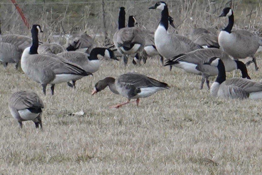 Greater White-fronted Goose - ML614549906