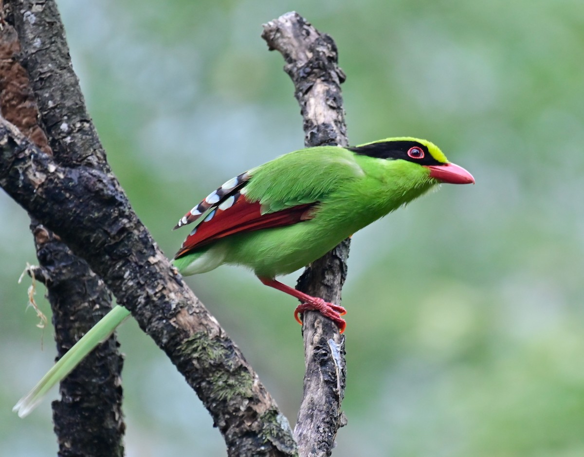 Common Green-Magpie - Arindam Roy