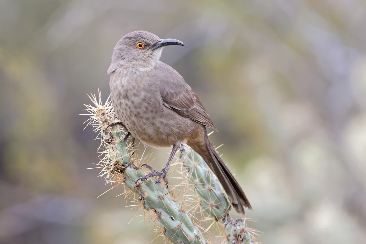 Curve-billed Thrasher - Nathan Wall