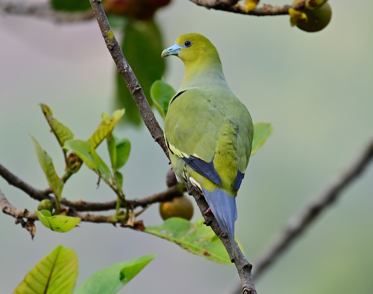 Pin-tailed Green-Pigeon - Arindam Roy