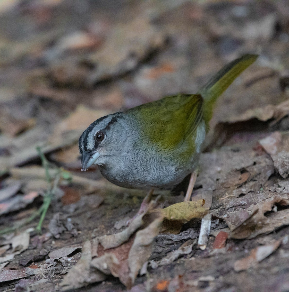 Green-backed Sparrow - Maye Guifarro