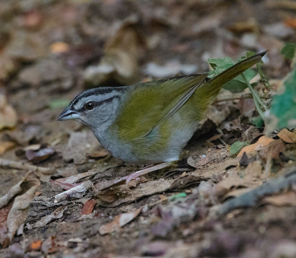 Green-backed Sparrow - ML614550455