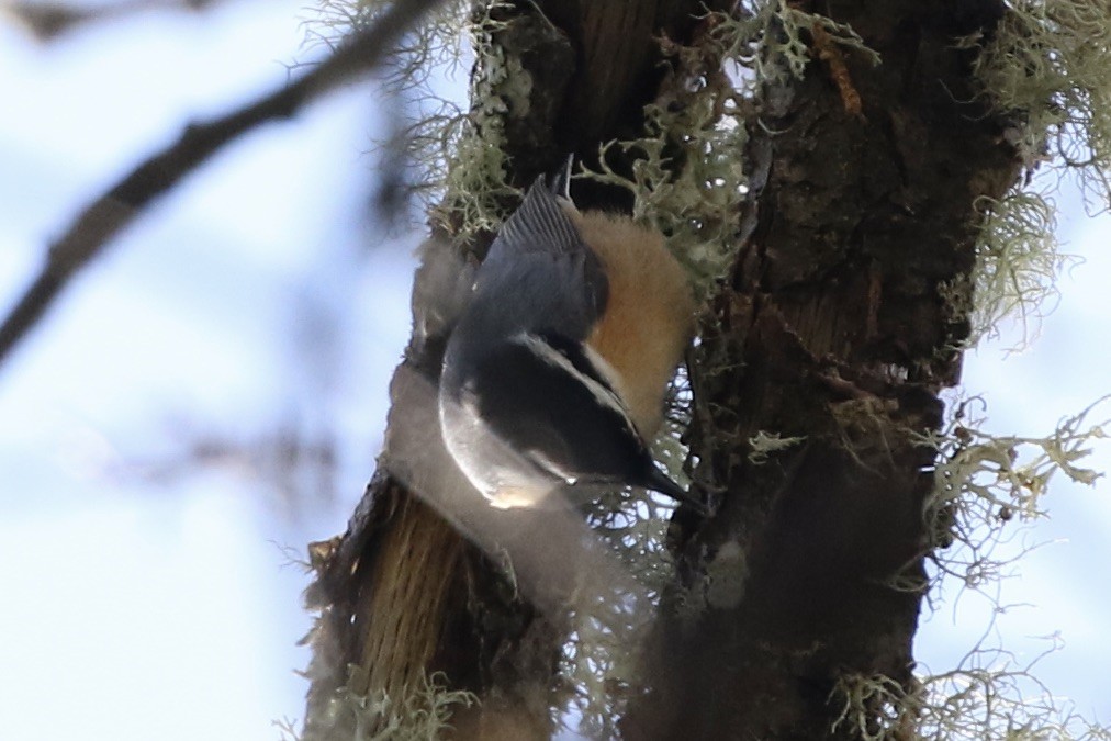 Red-breasted Nuthatch - ML614550624