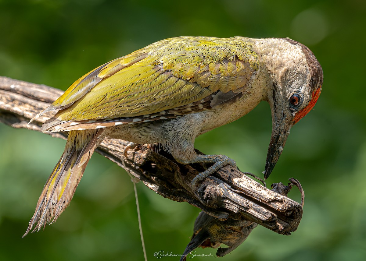 Gray-headed Woodpecker - ML614550837