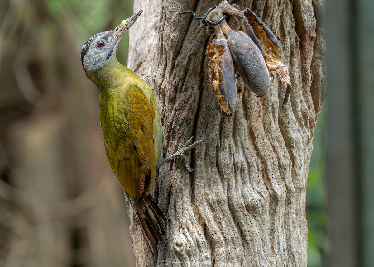 Gray-headed Woodpecker - Sakkarin Sansuk