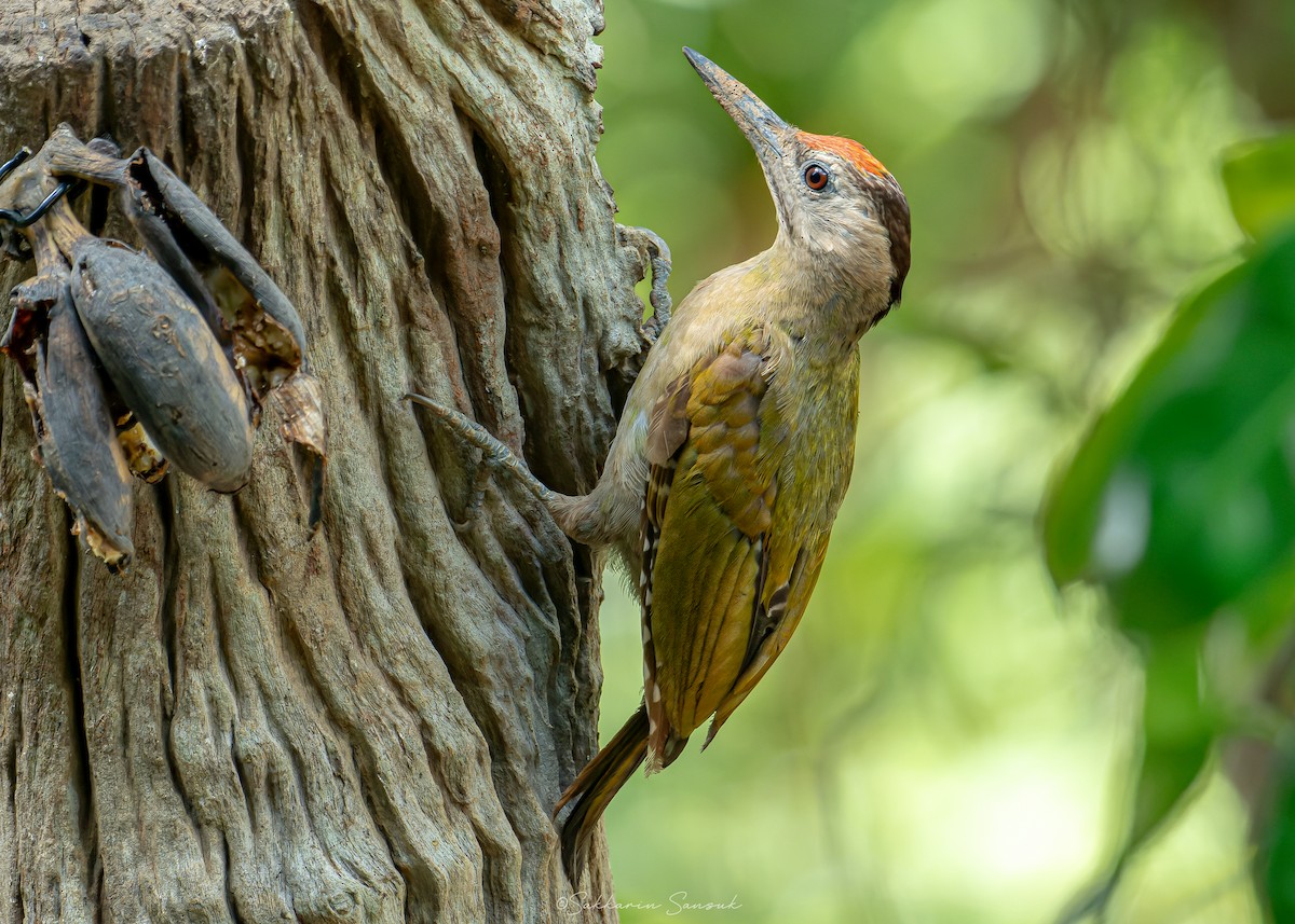 Gray-headed Woodpecker - Sakkarin Sansuk