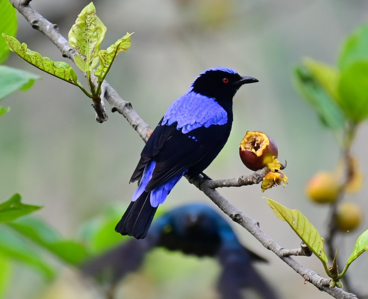 Asian Fairy-bluebird - Arindam Roy